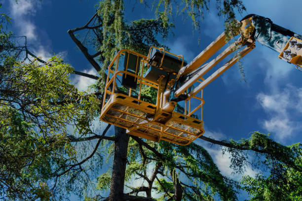 Trusted Elkhart, IN Tree Removal and Landscaping Services Experts